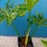Guaimbê Filodendro Bipinnatifidum