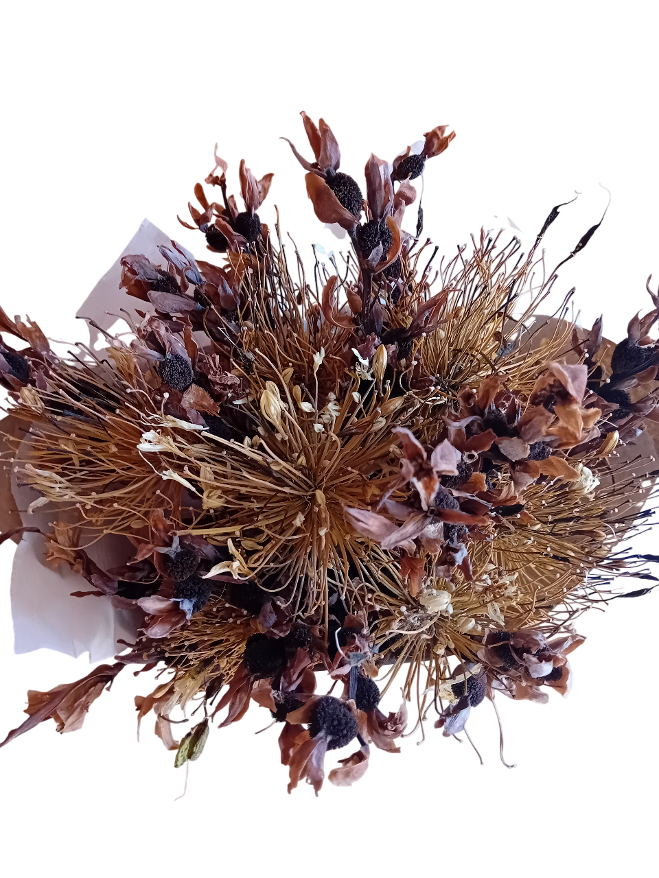 Ramo de flores castanho Canna Indica Ramo de flores castanho Canna Indica