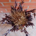 Ramo de flores castanho Agapanto
