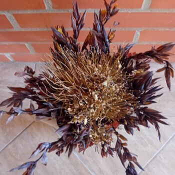 Ramo de flores castanho Agapanto