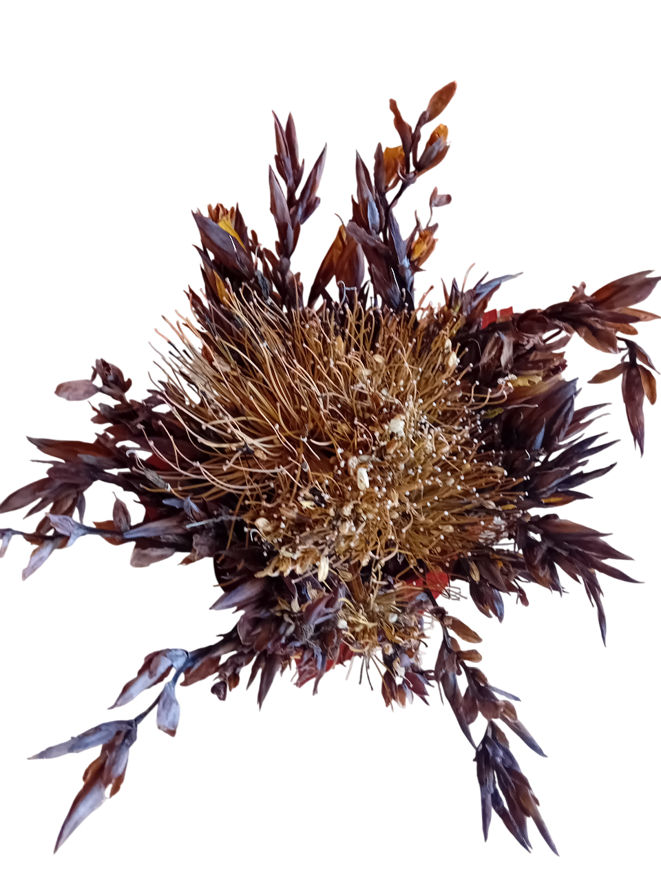 Ramo de flores castanho Agapanto Ramo de flores castanho Agapanto