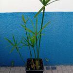 Papiro anao Sombrinha Chinesa 