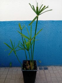 Papiro anao Sombrinha Chinesa