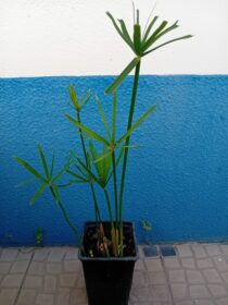 Papiro anao Sombrinha Chinesa