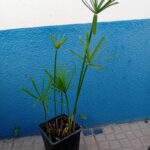 Sombrinha Chinesa