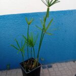 Sombrinha Chinesa