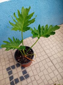 Guaimbê Filodendro Bipinnatifidum