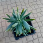 SuculentaPlanta azul