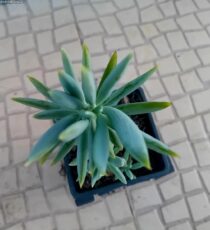 Suculenta Planta azul