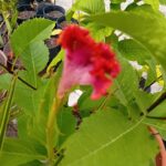 Celosia Crista de galo