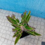 kalanchoe Daigremontiana, árvore da fortuna