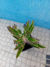 kalanchoe Daigremontiana, árvore da fortuna