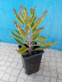 kalanchoe Daigremontiana, árvore da fortuna