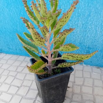kalanchoe Daigremontiana, árvore da fortuna