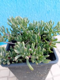 Ruschia Orientalis suculenta