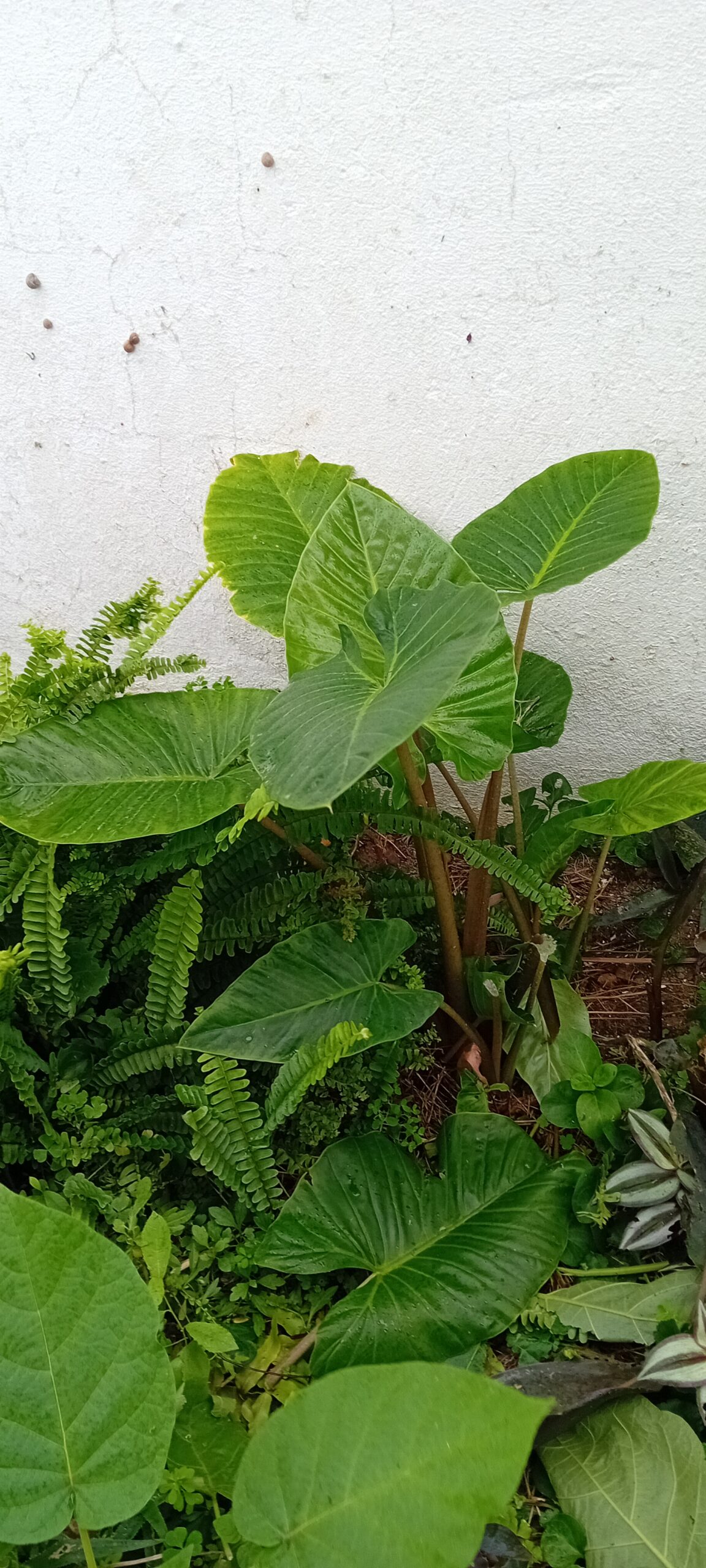 Alocasia Macrorrhiza orelha de elefante Alocasia Macrorrhiza orelha de elefante