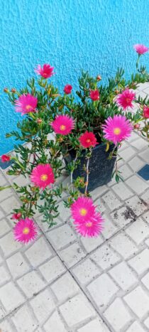 Ruschia Orientalis