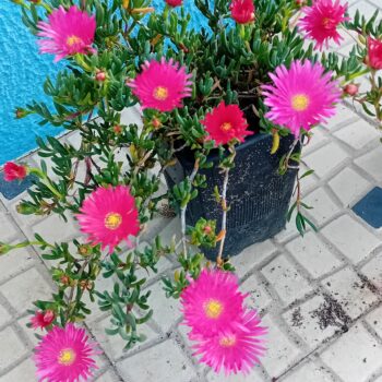 Ruschia Orientalis