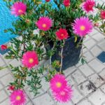 Ruschia Orientalis cor de rosa