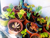 Mix de 10 suculentas