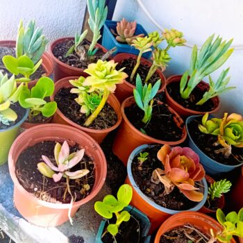Mix de 10 suculentas