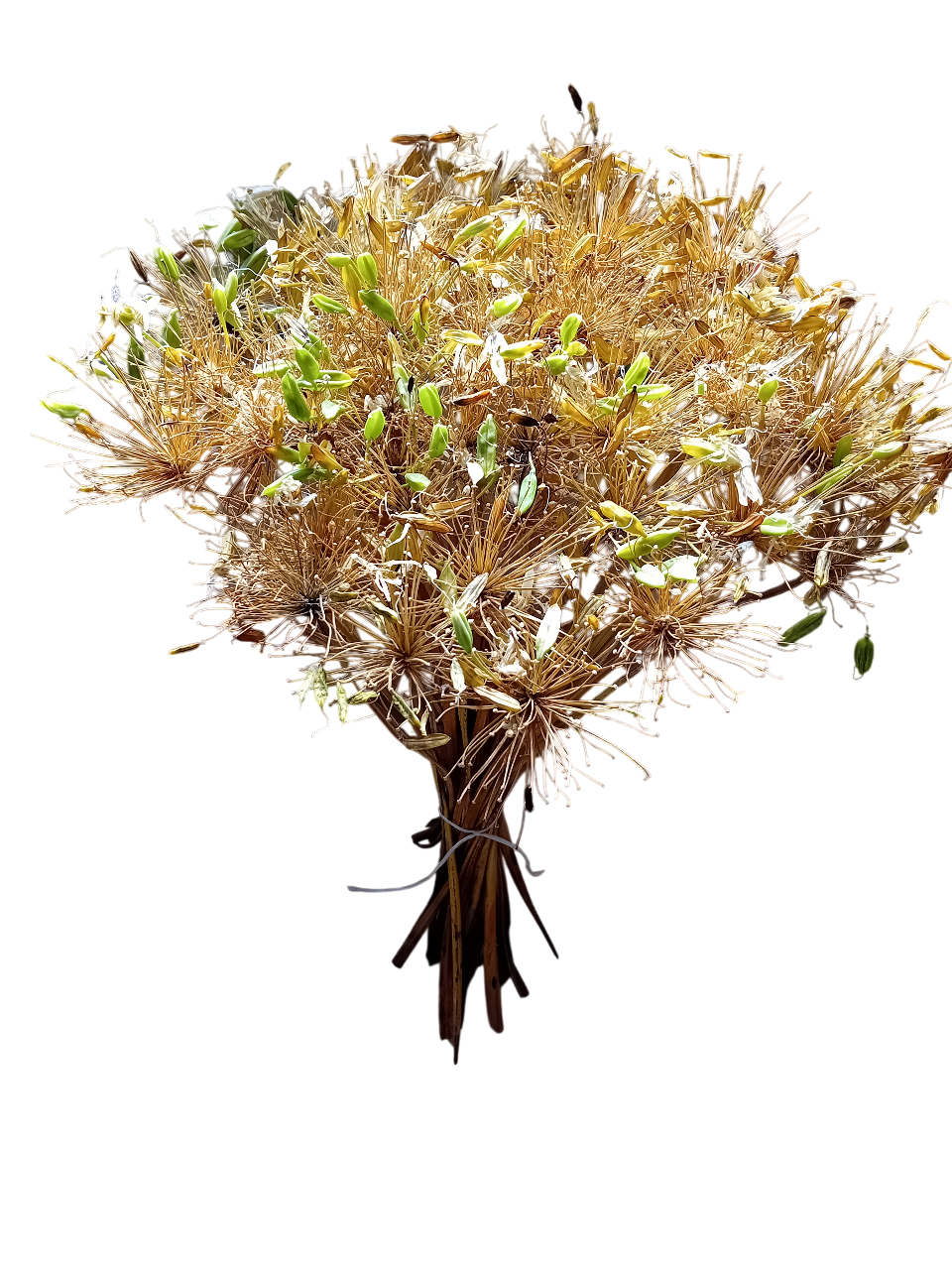 20250908_155523-Photoroom