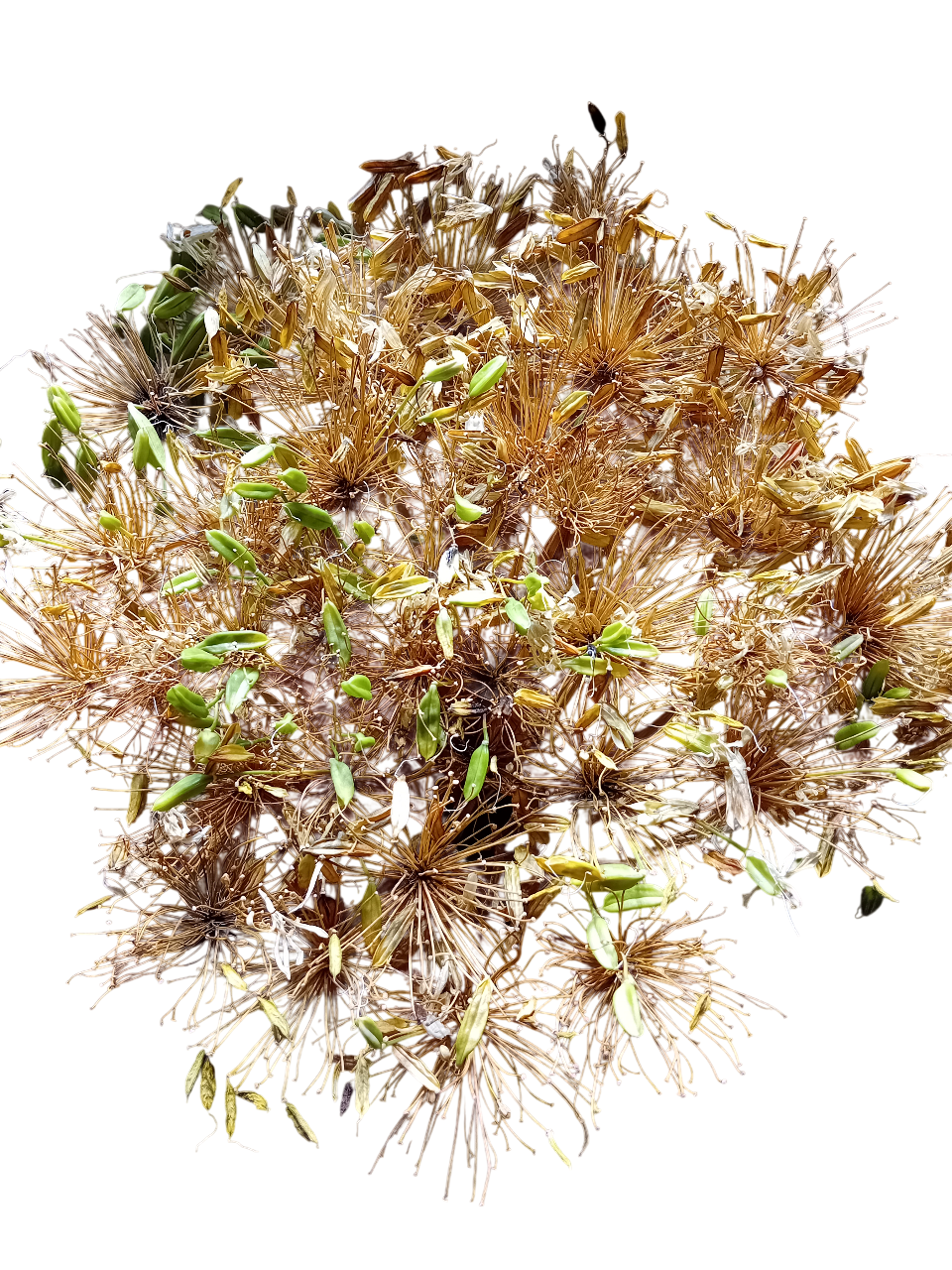 20250908_155527-Photoroom