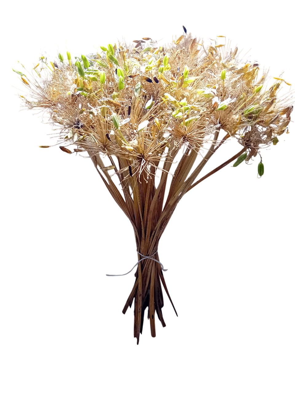 20250908_155531-Photoroom