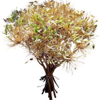 Ramo de flores secas agapanto longo