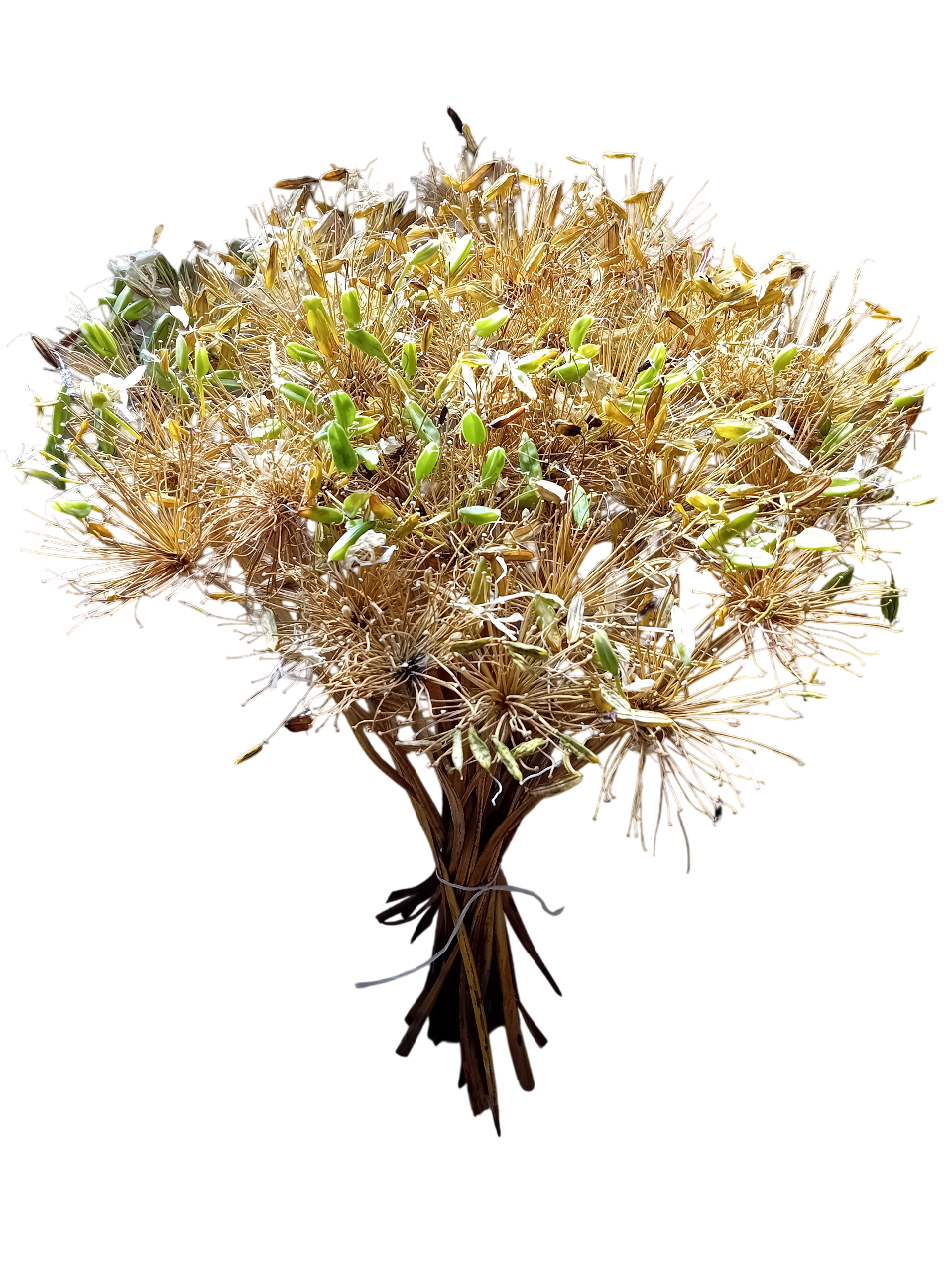 Ramo de flores secas agapanto longo Ramo de flores secas agapanto longo