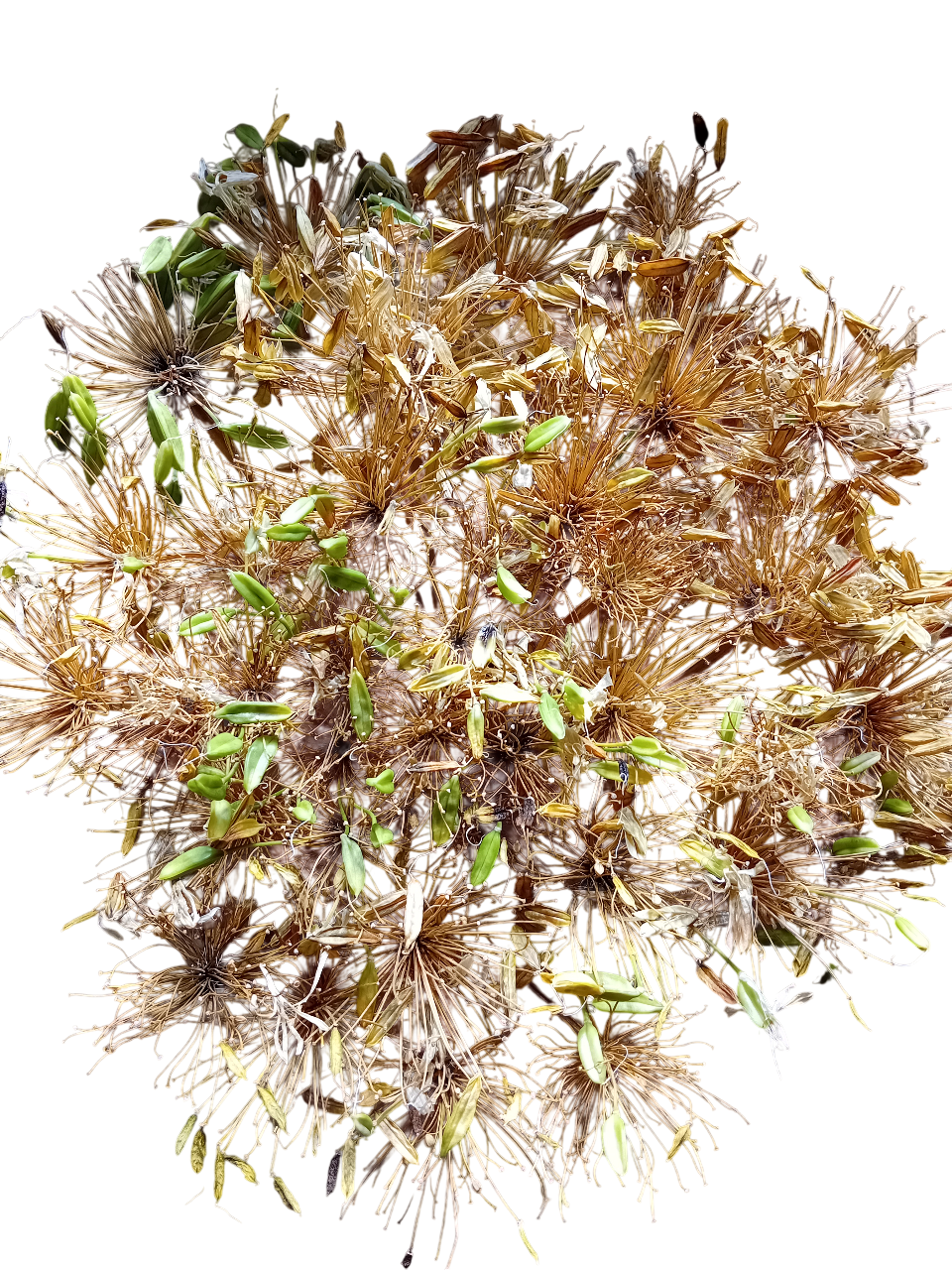 Ramo de flores secas agapanto longo Ramo de flores secas agapanto longo