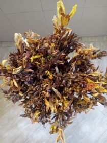 Ramo de flores secas castanho Canna Indica