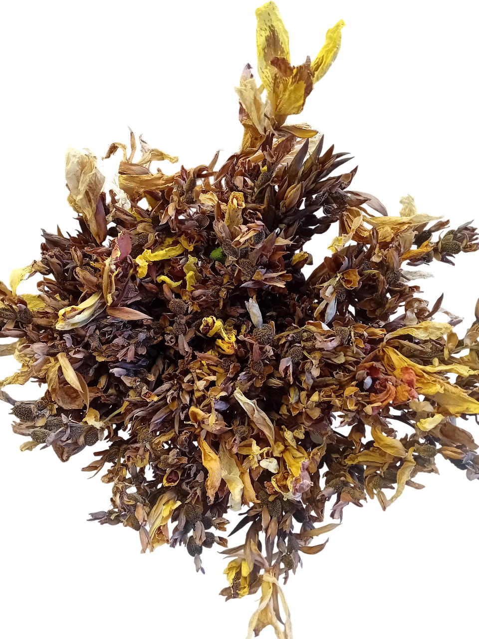Ramo de flores secas Canna Indica Ramo de flores secas Canna Indica