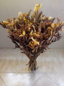 Ramo de flores secas castanho Canna Indica
