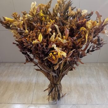 Ramo de flores secas castanho Canna Indica