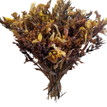 Ramo de flores secas Canna Indica
