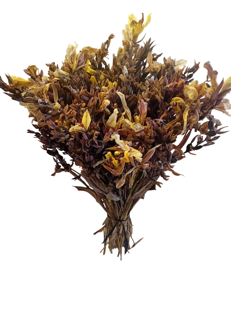 Ramo de flores secas Canna Indica Ramo de flores secas Canna Indica