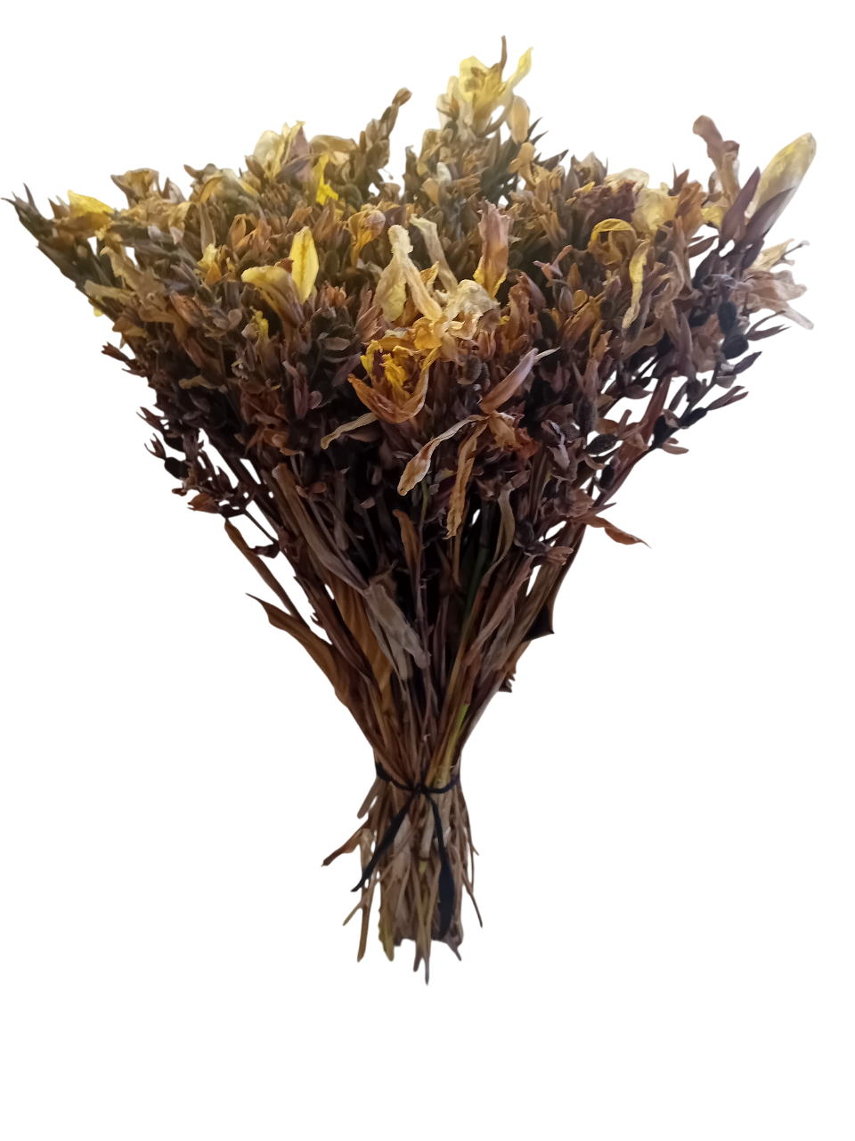 20250912_145917-Photoroom