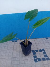 Alocásia orelha de elefante Alocásia macrorrhiza