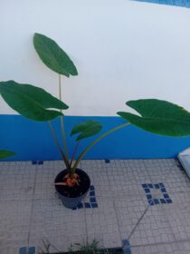 Alocasia Macrorrhiza Orelha de elefante