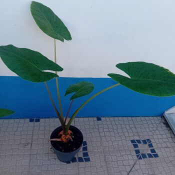 Alocasia Macrorrhiza Orelha de elefante