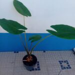 Alocasia Macrorrhiza Orelha de Elefante