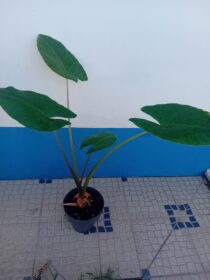 Alocasia Macrorrhiza Orelha de Elefante