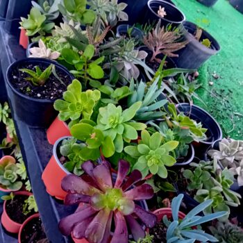 Mix de 10 suculentas