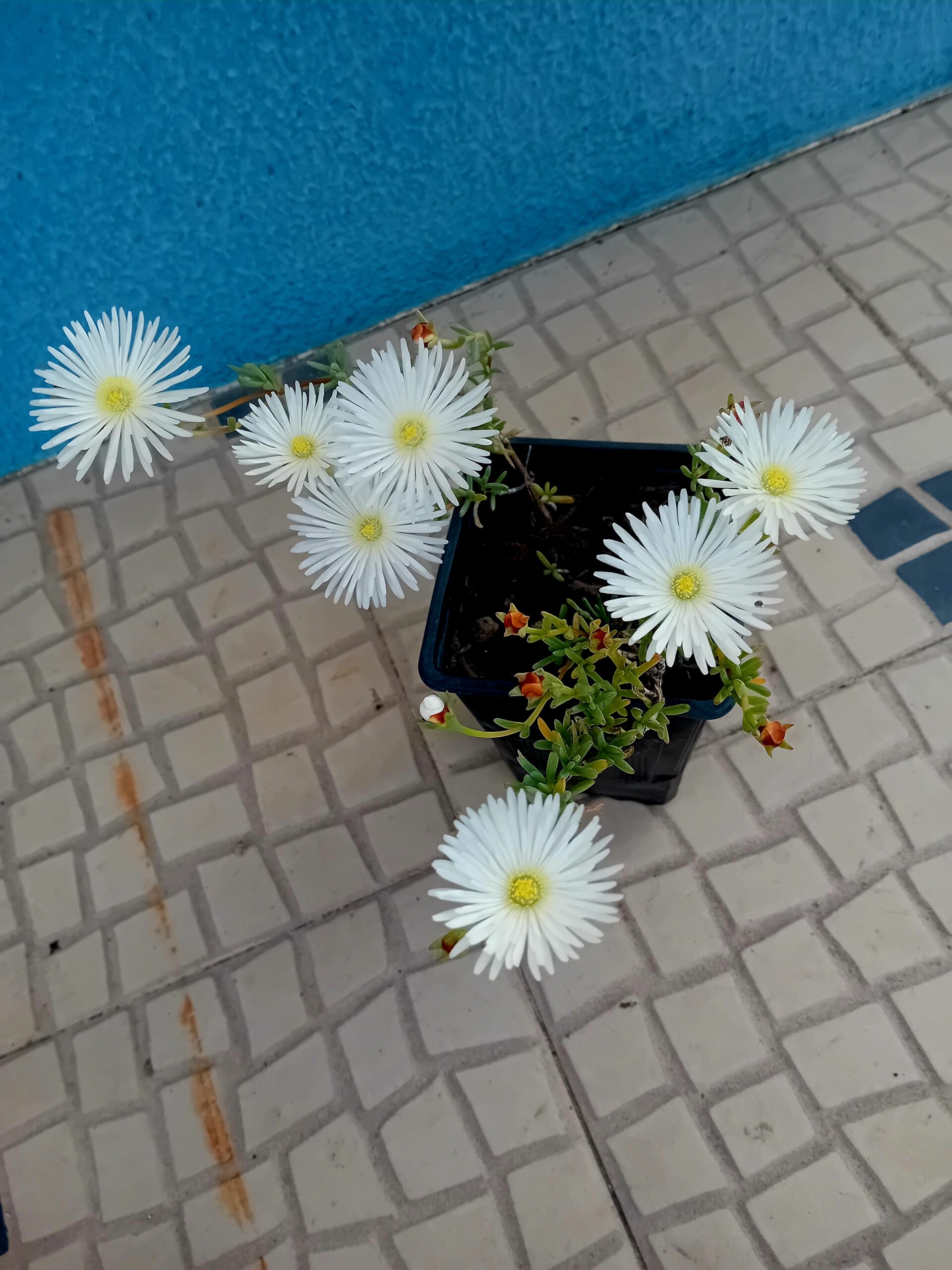 Ruschia Orientalis branca Ruschia Orientalis branca