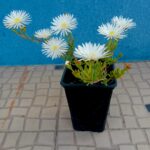 Ruschia Orientalis branca