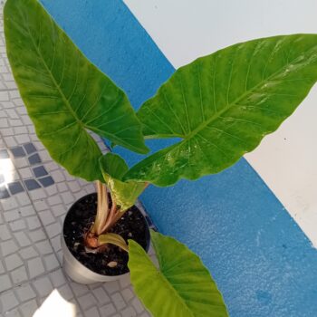 Alocasia Macrorrhiza orelha de elefante