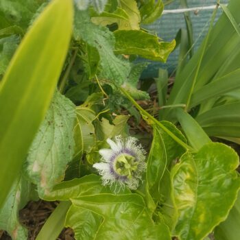 Maracuja' roxo Passiflora Edulis