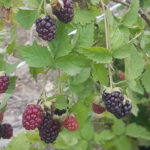 Plantas frutiferas