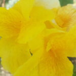 Canna Indica variegado flor amarela